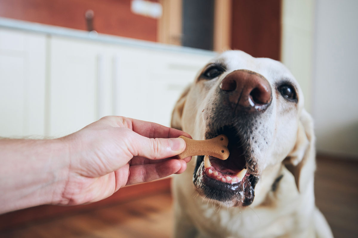 dog eating a cookie-like treat