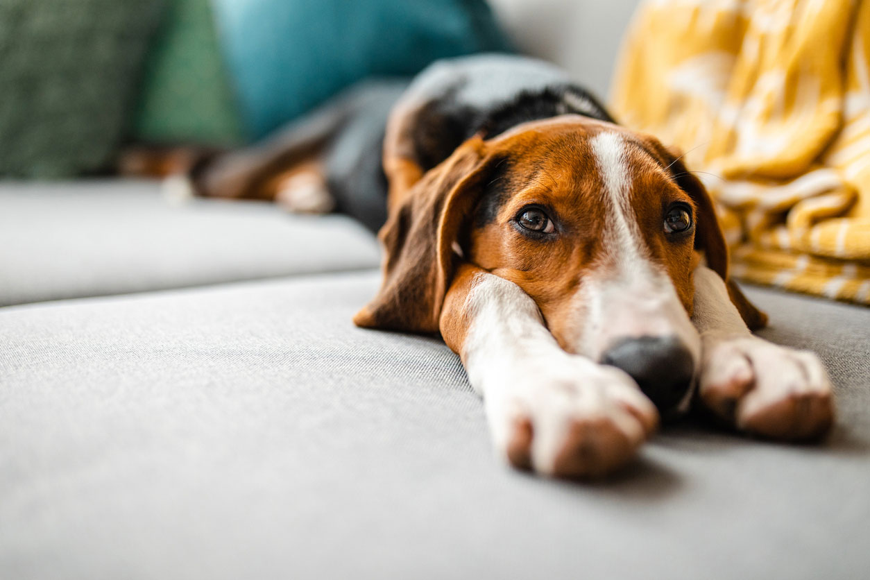 sad looking dog stretched out on the floor