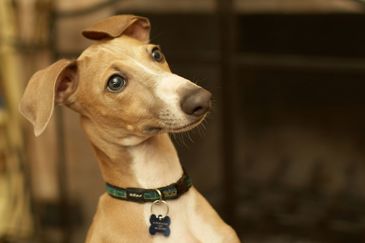 Greyhound staring off to something in the distance with a questioning look