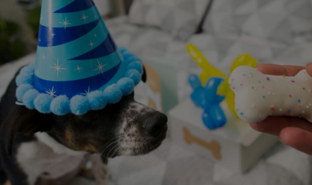 dog getting a cookie treat on their birthday