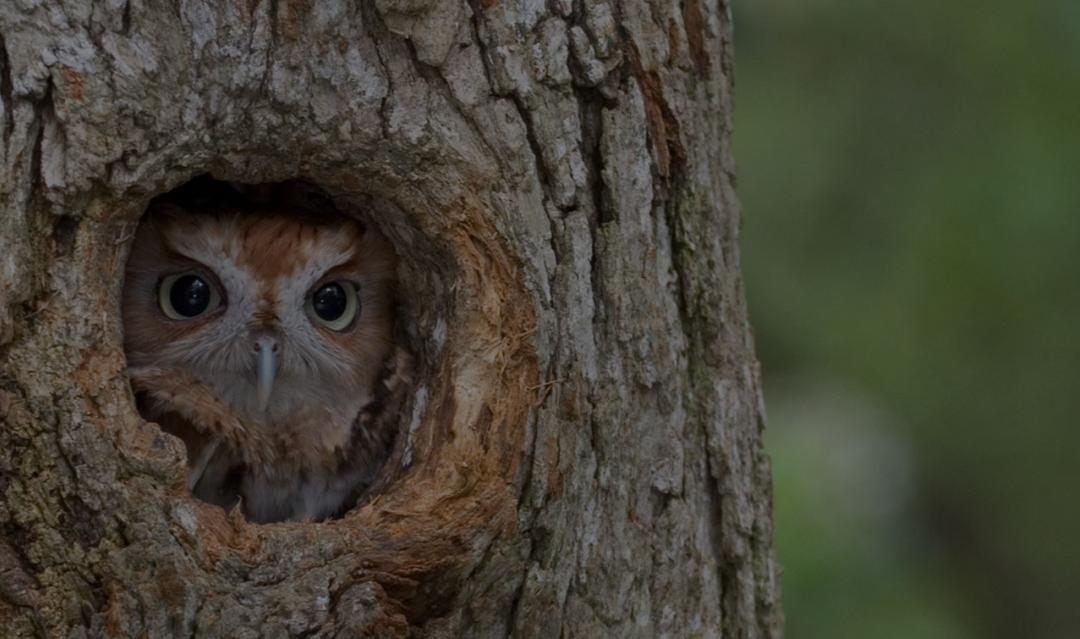 screech owl sitting in a hole in a tree