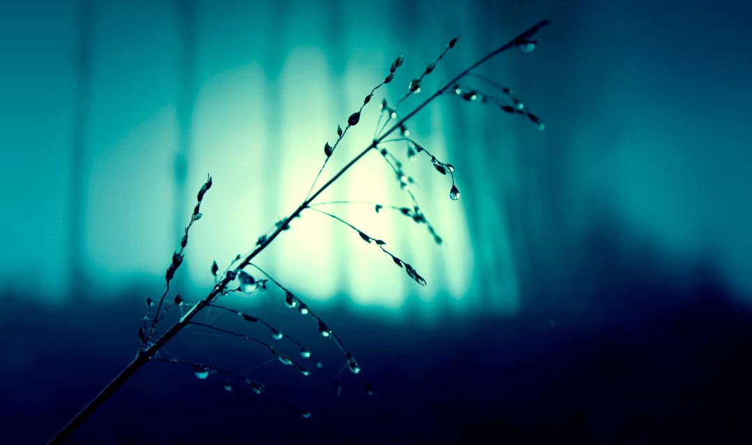 Branch in dark forest