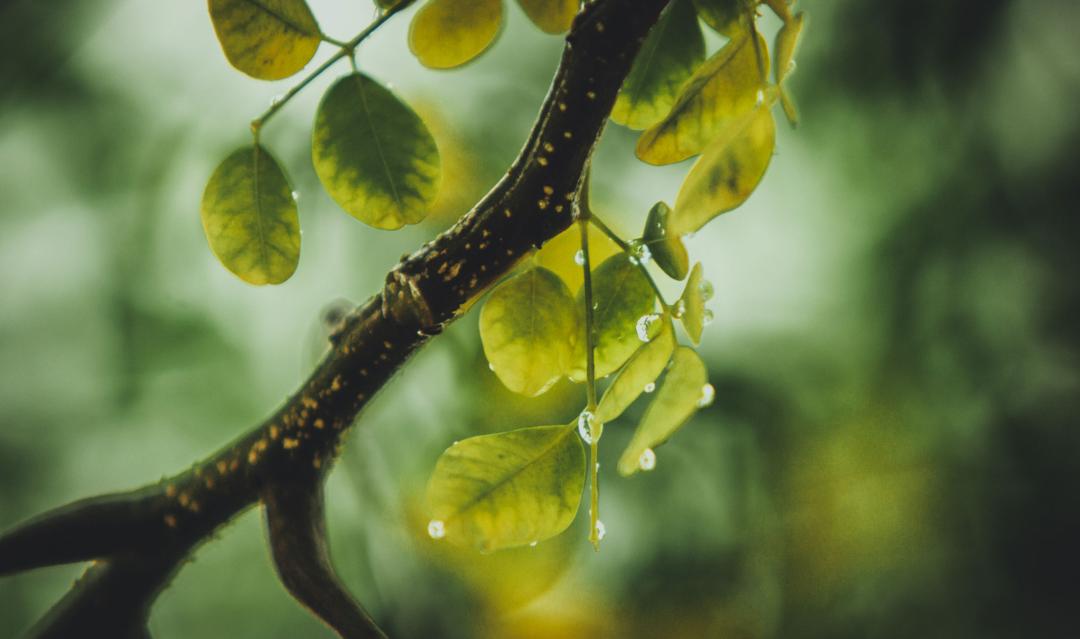 Green twig closeup