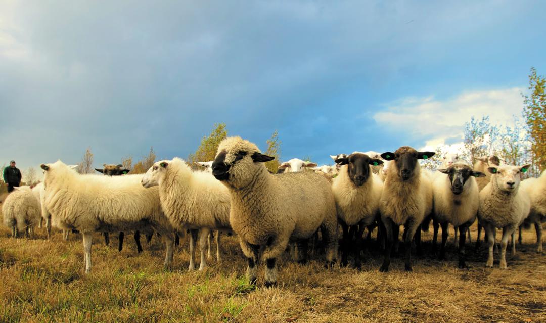 A herd of sheep