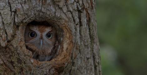 screech owl sitting in a hole in a tree