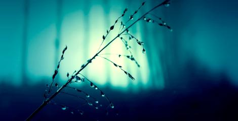 Branch in dark forest