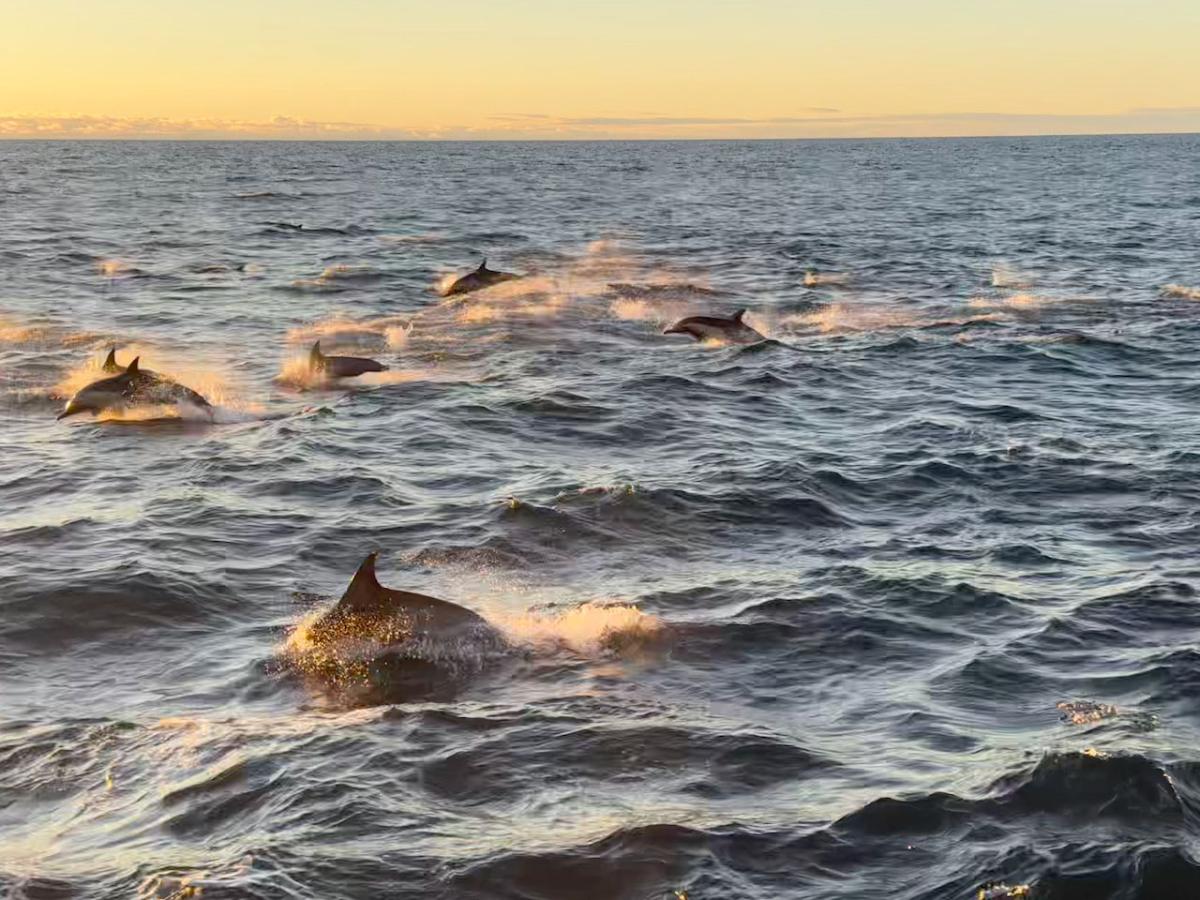 dolphins jumping out of the water at sunset