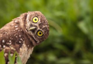 brown owl looking at the camera with its head titled humorously