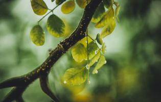 Green twig closeup